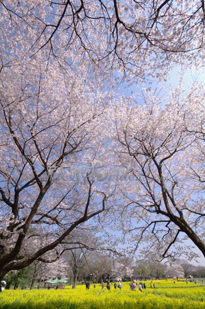 日本樱花