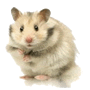 hamsterdb